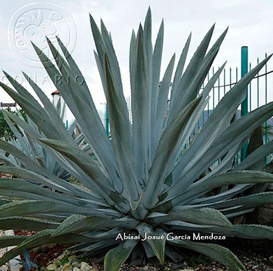 Maguey blanco (Agave americana)
