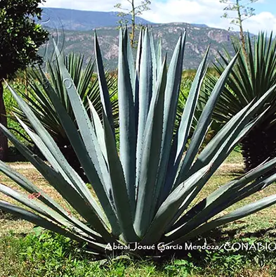 Maguey blanco (Agave americana var. oaxacensis)