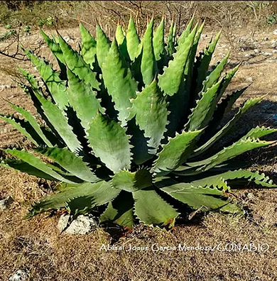 Maguey papalote (Agave cupreata)