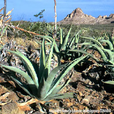 Maguey cenizo (Agave durangensis)