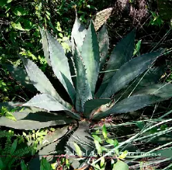 Lechuguilla (Agave inaequidens)