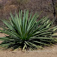 Maguey mexicano (Agave rhodacantha)