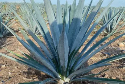 Weber's Blue Agave